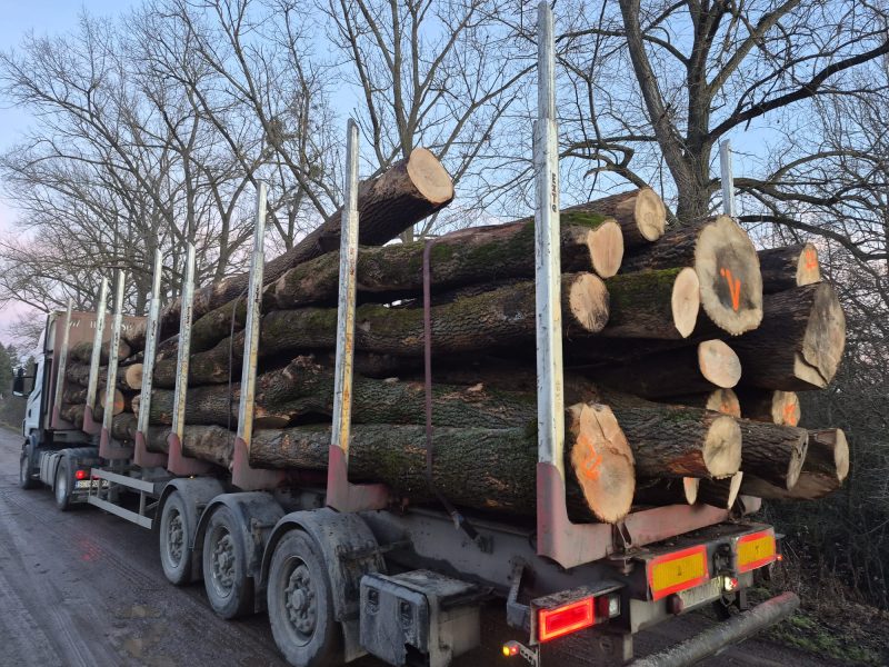 DREWNO JESIONOWE OKRĄGŁE W KORZE 