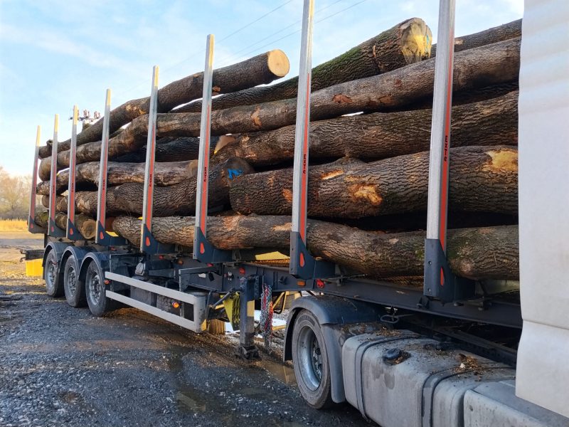 DREWNO JESIONOWE OKRĄGŁE W KORZE 