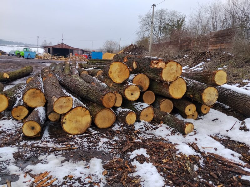 DREWNO DĘBOWE OKRĄGŁE W KORZE 