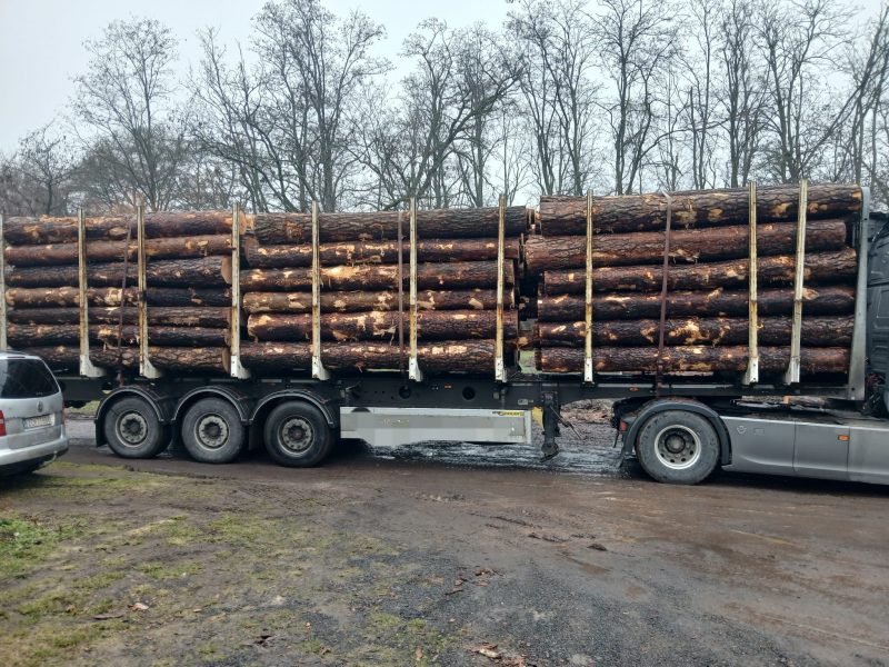 DREWNO SOSNOWE OKRĄGŁE W KORZE 