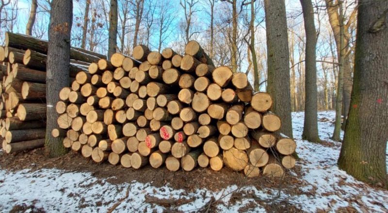 DREWNO DĘBOWE OKRĄGŁE W KORZE 