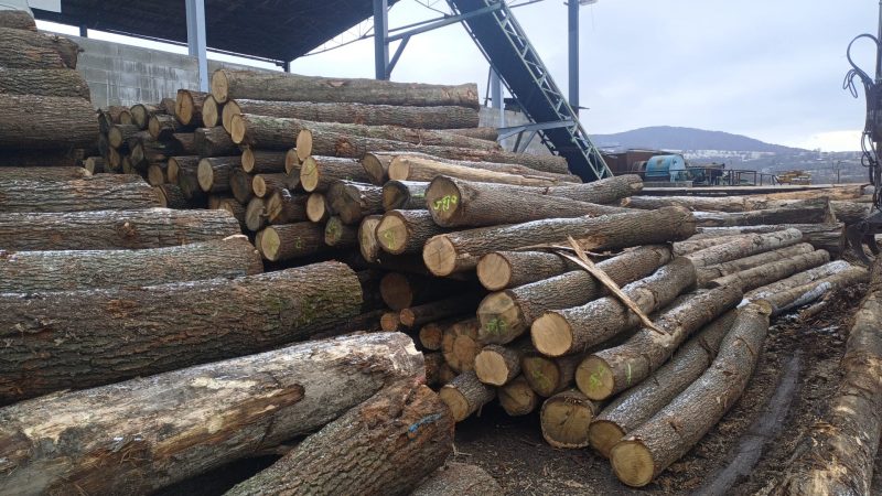 DREWNO DĘBOWE OKRĄGŁE W KORZE 