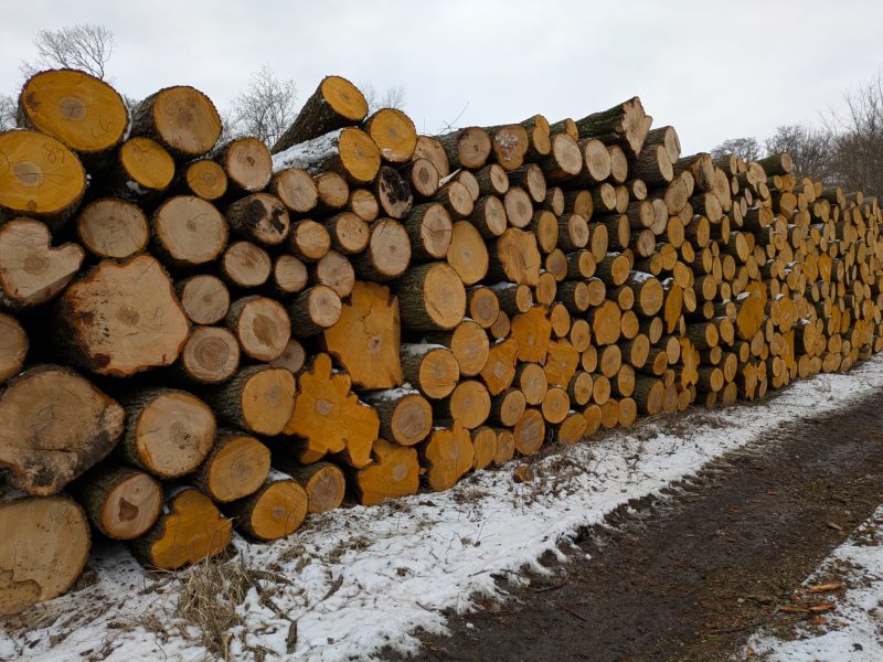 DREWNO OLCHOWE OKRĄGŁE W KORZE 
