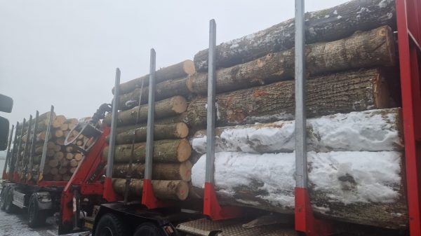 DREWNO LIPOWE OKRĄGŁE W KORZE 