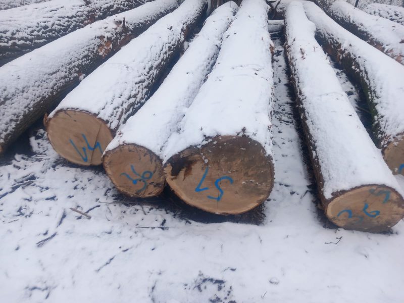 DREWNO DĘBOWE OKRĄGŁE W KORZE 