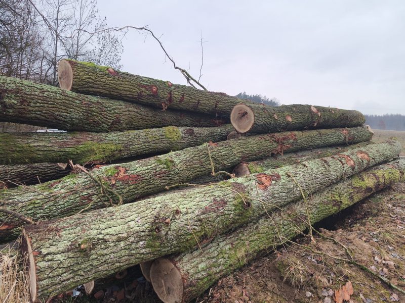 DREWNO DĘBOWE OKRĄGŁE W KORZE 