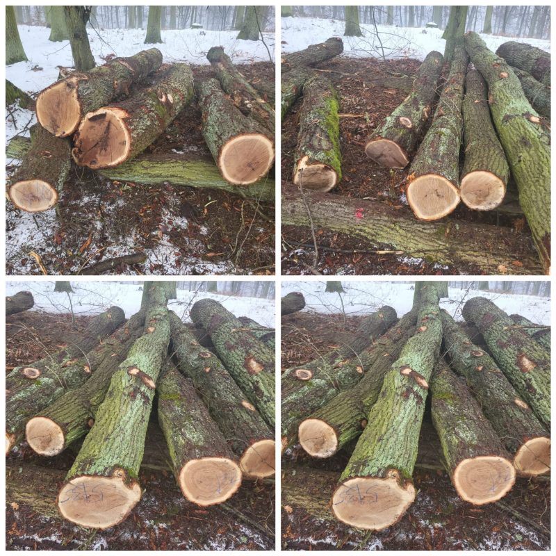 DREWNO DĘBOWE OKRĄGŁE W KORZE 