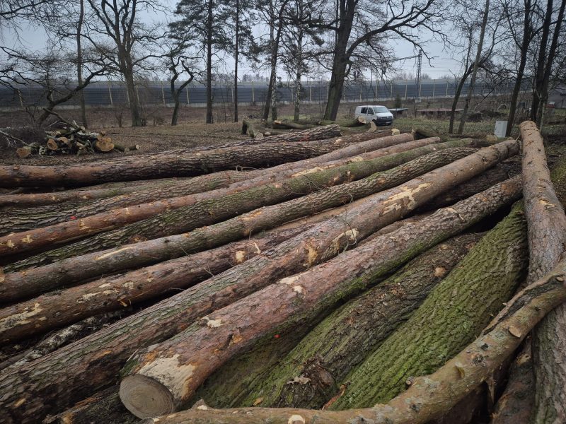 DREWNO SOSNOWE OKRĄGŁE W KORZE 