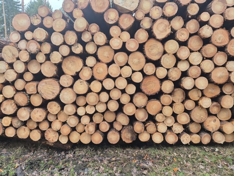 DREWNO SOSNOWE OKRĄGŁE W KORZE 