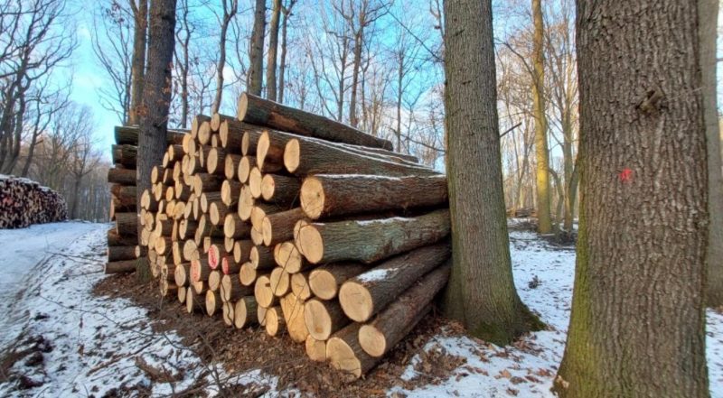 DREWNO DĘBOWE OKRĄGŁE W KORZE 