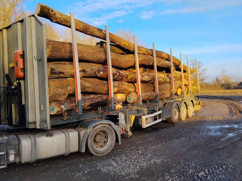 DREWNO JESIONOWE OKRĄGŁE W KORZE 