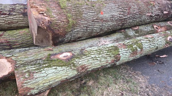 DREWNO DĘBOWE OKRĄGŁE W KORZE