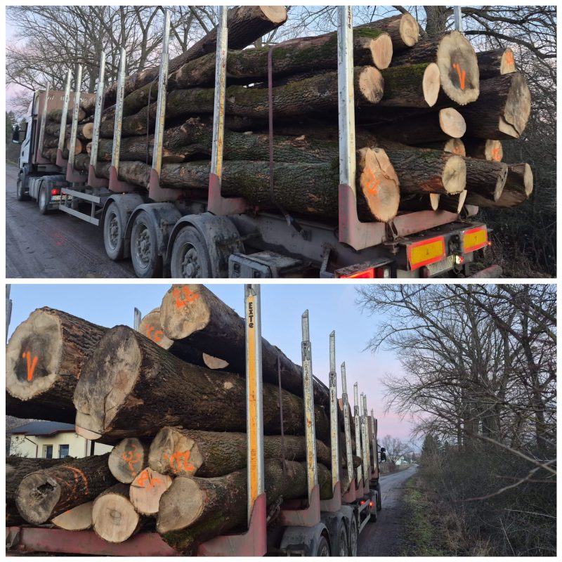 DREWNO JESIONOWE OKRĄGŁE W KORZE 