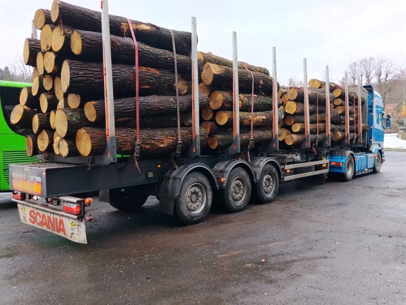 DREWNO DĘBOWE OKRĄGŁE W KORZE 