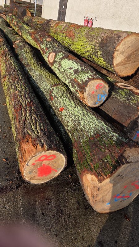 DREWNO DĘBOWE OKRĄGŁE W KORZE 