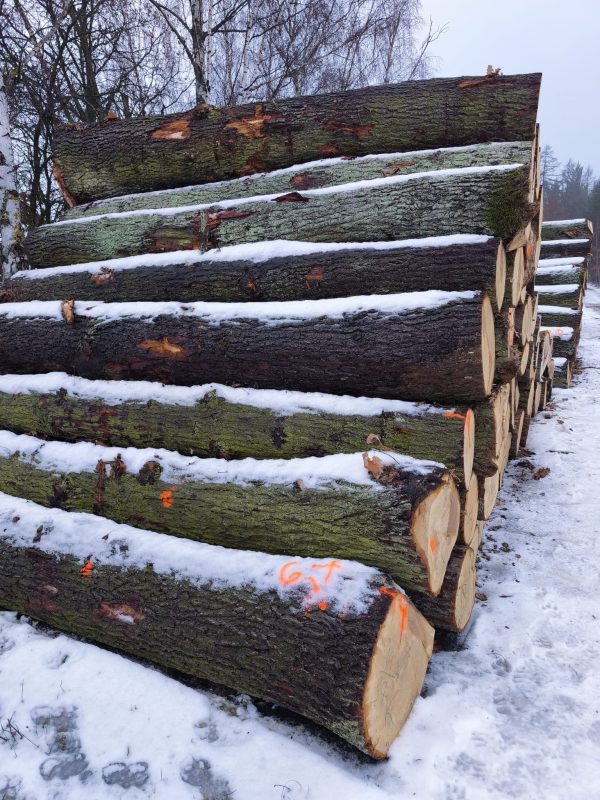 DREWNO DĘBOWE OKRĄGŁE W KORZE 