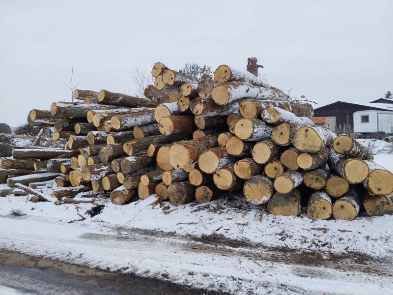 DREWNO DĘBOWE OKRĄGŁE W KORZE 