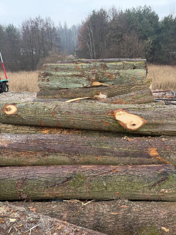 DREWNO LIPOWE OKRĄGŁE W KORZE 