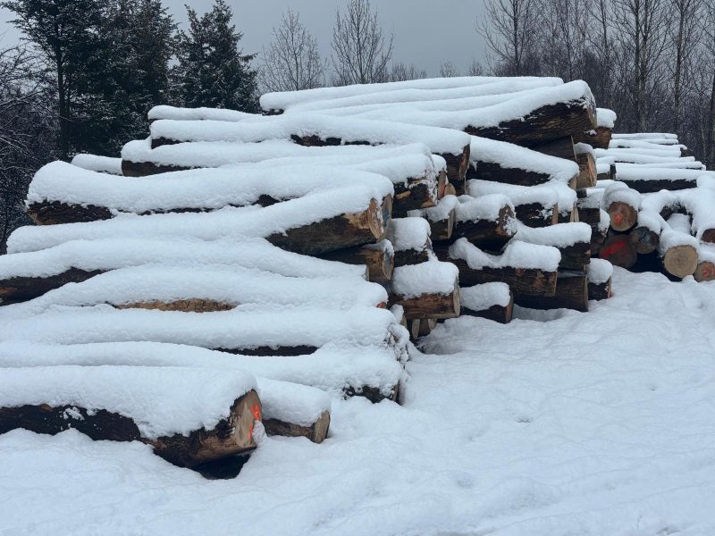 DREWNO JESIONOWE OKRĄGŁE W KORZE 
