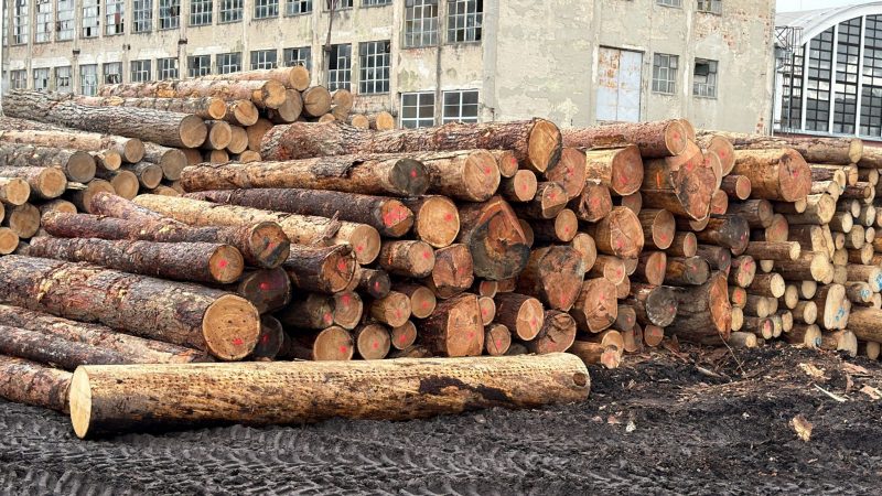 DREWNO MODRZEWIOWE OKRĄGŁE W KORZE 