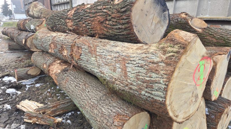 DREWNO DĘBOWE OKRĄGŁE W KORZE 