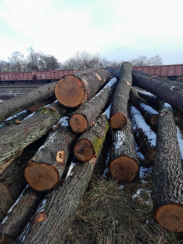 DREWNO DĘBOWE OKRĄGŁE W KORZE 