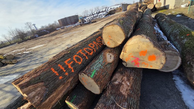 DREWNO DĘBOWE OKRĄGŁE W KORZE 