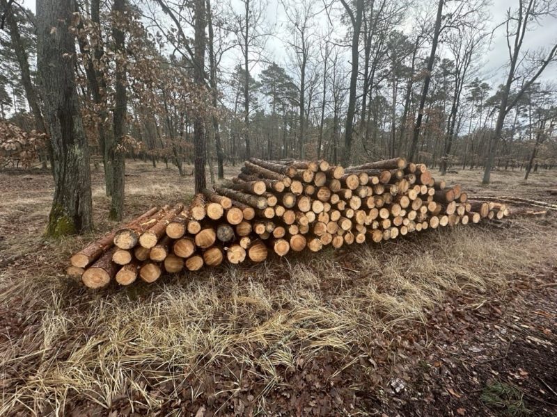 DREWNO SOSNOWE OKRĄGŁE W KORZE 