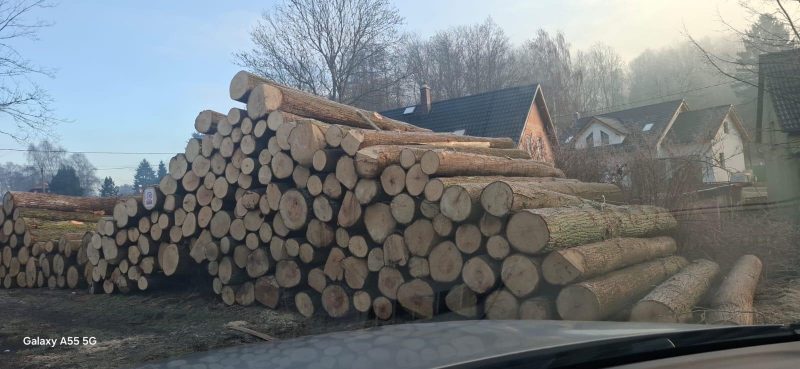 DREWNO LIPOWE OKRĄGŁE W KORZE 