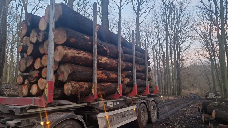 DREWNO DĘBOWE OKRĄGŁE W KORZE 