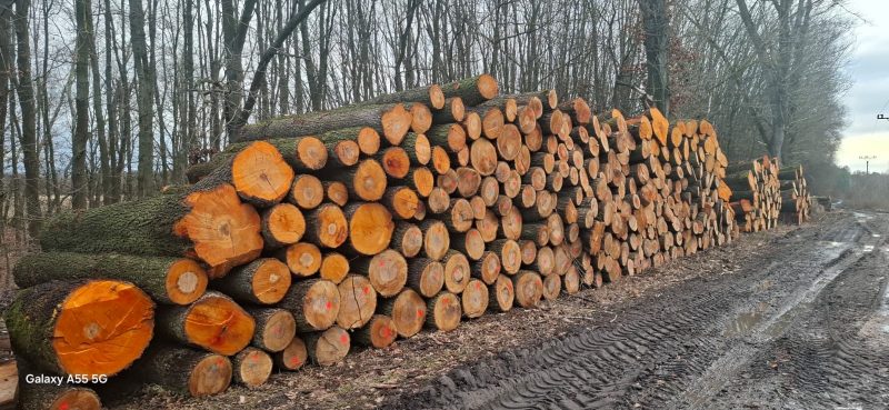 DREWNO OLCHOWE OKRĄGŁE W KORZE 