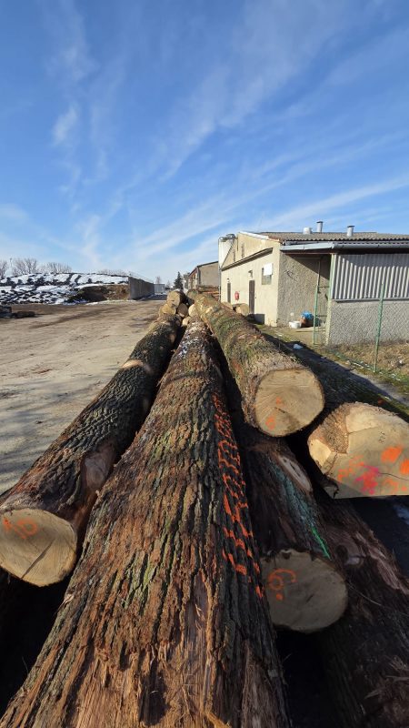 DREWNO DĘBOWE OKRĄGŁE W KORZE 