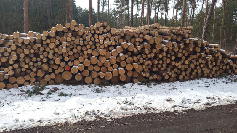 DREWNO SOSNOWE OKRĄGŁE W KORZE 