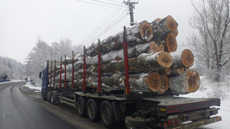 DREWNO JESIONOWE OKRĄGŁE W KORZE 