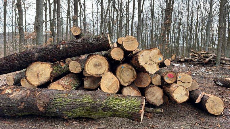 DREWNO DĘBOWE OKRĄGŁE W KORZE 