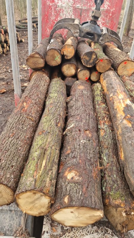 DREWNO DĘBOWE OKRĄGŁE W KORZE 