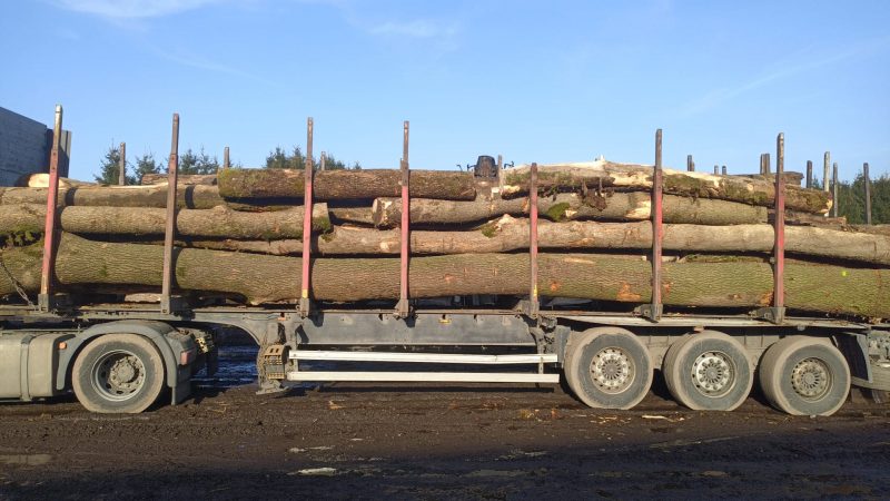 DREWNO JESIONOWE OKRĄGŁE W KORZE 