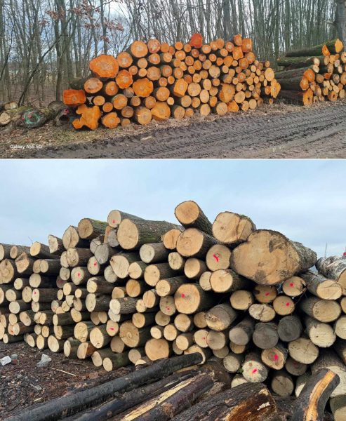 DREWNO OLCHOWE OKRĄGŁE W KORZE