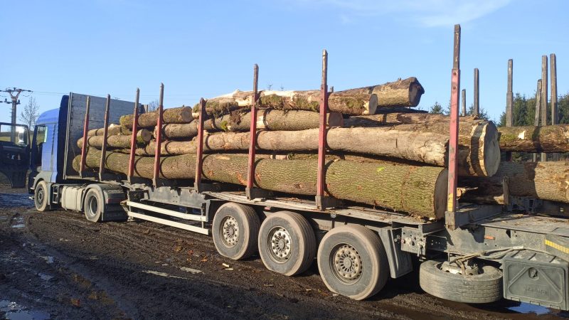 DREWNO JESIONOWE OKRĄGŁE W KORZE 