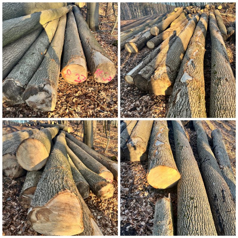 DREWNO JESIONOWE OKRĄGŁE W KORZE 