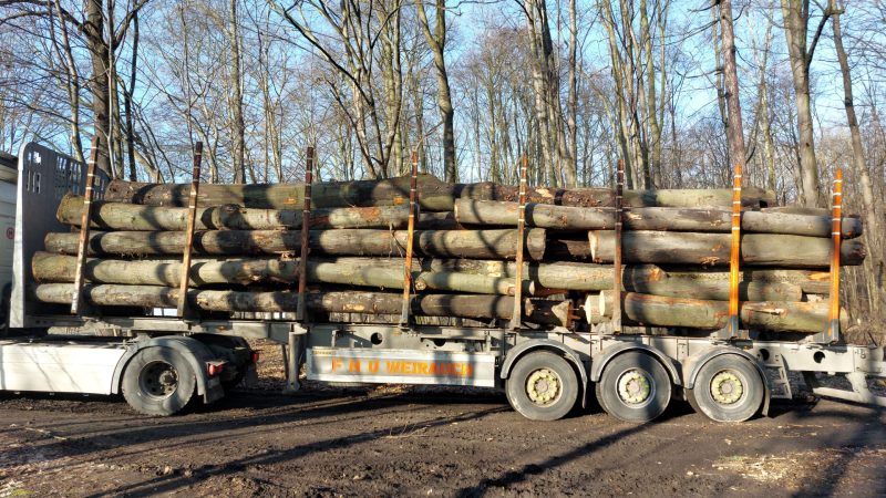 DREWNO DĘBOWE OKRĄGŁE W KORZE 