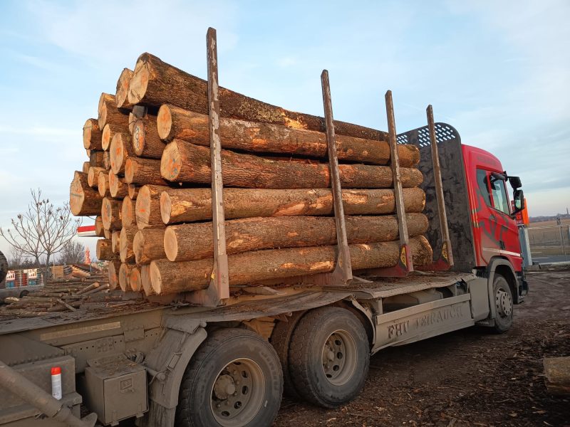 DREWNO JESIONOWE OKRĄGŁE W KORZE 