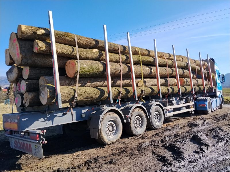 DREWNO JESIONOWE OKRĄGŁE W KORZE 