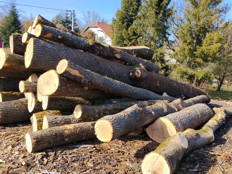 DREWNO JESIONOWE OKRĄGŁE W KORZE 