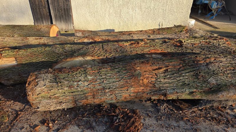 DREWNO DĘBOWE OKRĄGŁE W KORZE 