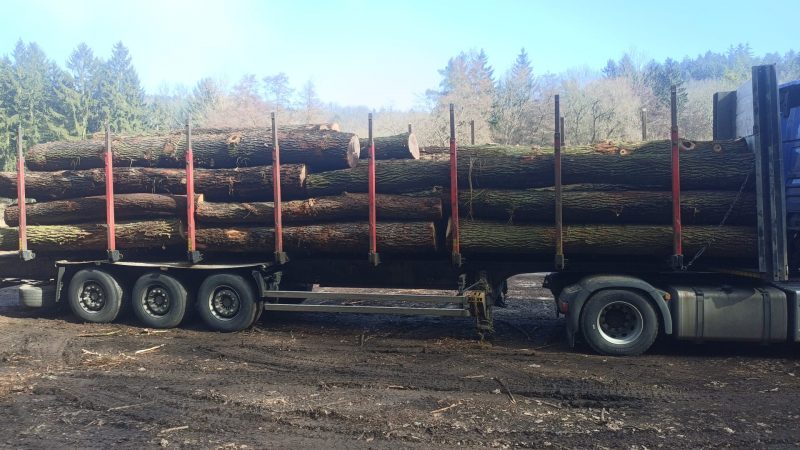 DREWNO DĘBOWE OKRĄGŁE W KORZE 