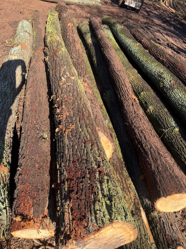 DREWNO DĘBOWE OKRĄGŁE W KORZE 