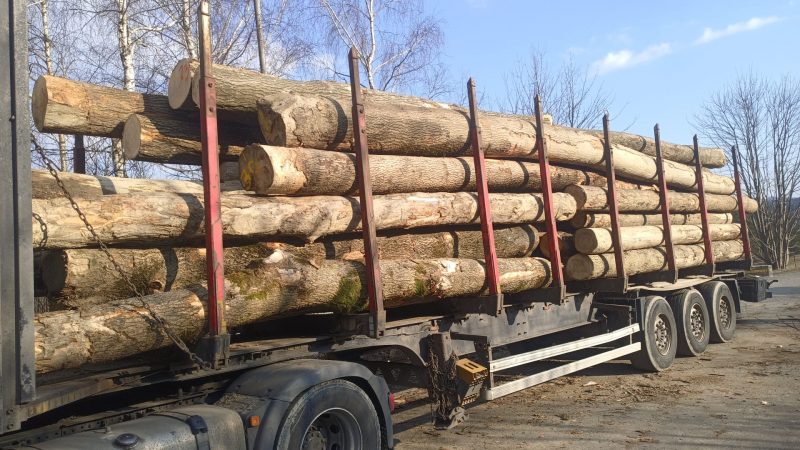 DREWNO JESIONOWE OKRĄGŁE W KORZE 