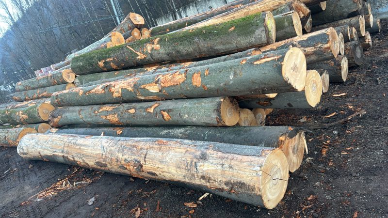 DREWNO BUKOWE OKRĄGŁE W KORZE 