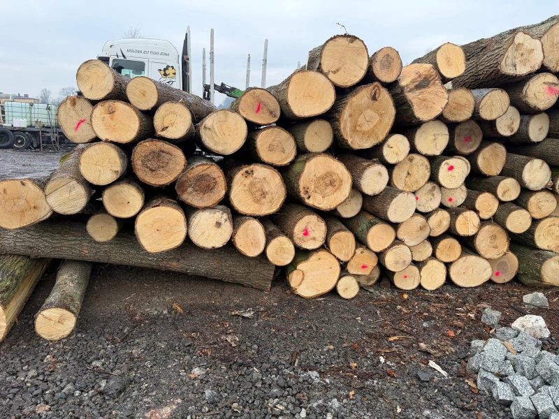 DREWNO LIPOWE OKRĄGŁE W KORZE 